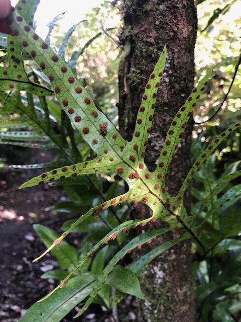 Fuzzy sori on the underside of a Kōwaowao frond
