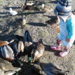 Feeding the ducks