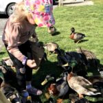 feeding the ducks