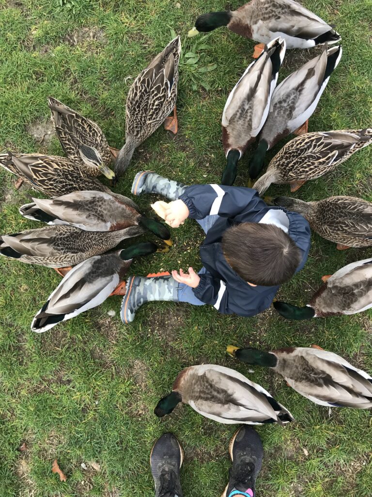 Feeding the ducks