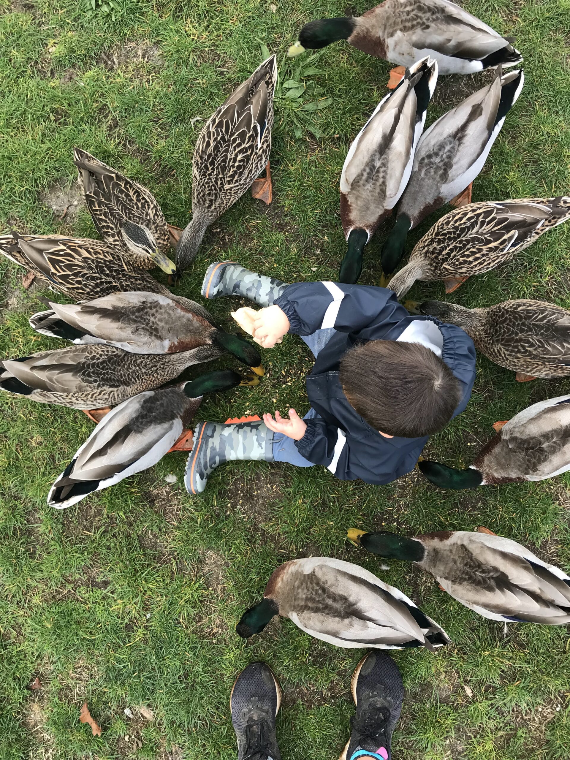 Feeding the ducks