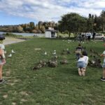 Feeding the ducks at the Harbour