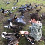 Feeding the ducks