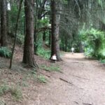 walking in kinloch